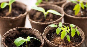 Jak zasadit a pěstovat sazenice rajčat v rašelinových květináčích